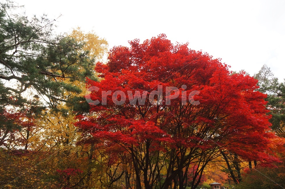 가을,빨간단풍,가을이미지,자연,단풍,절정,가을,계절,fall,autumn,season,tree,나무,plant,식물,maple