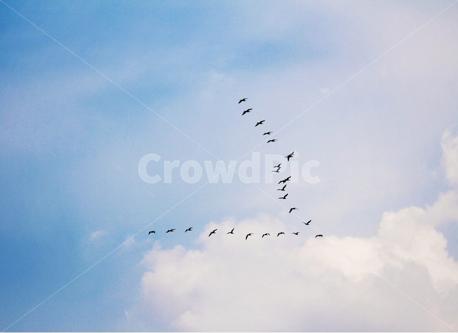 구름,하늘,새,sky,cloud,자연,풍경,nature,landscape,동물,animal,조류,새,birds,flock,대군,bird