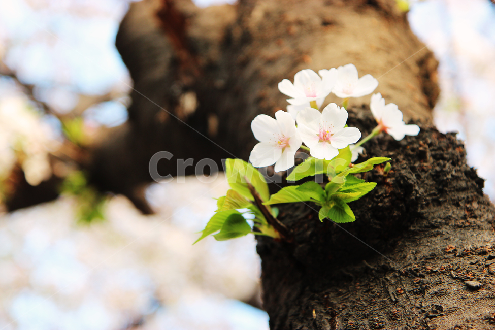 봄,벚꽃,벚꽃나무,3월,나무,봄,계절,spring,season,식물,자연,plants,nature,꽃,flower,plant,blossom,geranium,제라늄