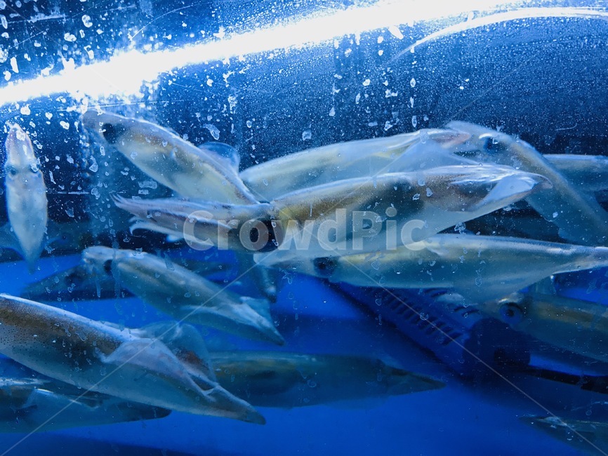 한치,오징어,수조,식당,파란,횟집,동물,animal