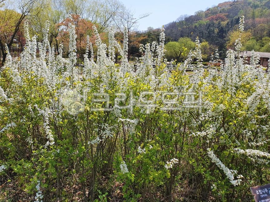 들꽃,꽃,자연,초목,vegetation