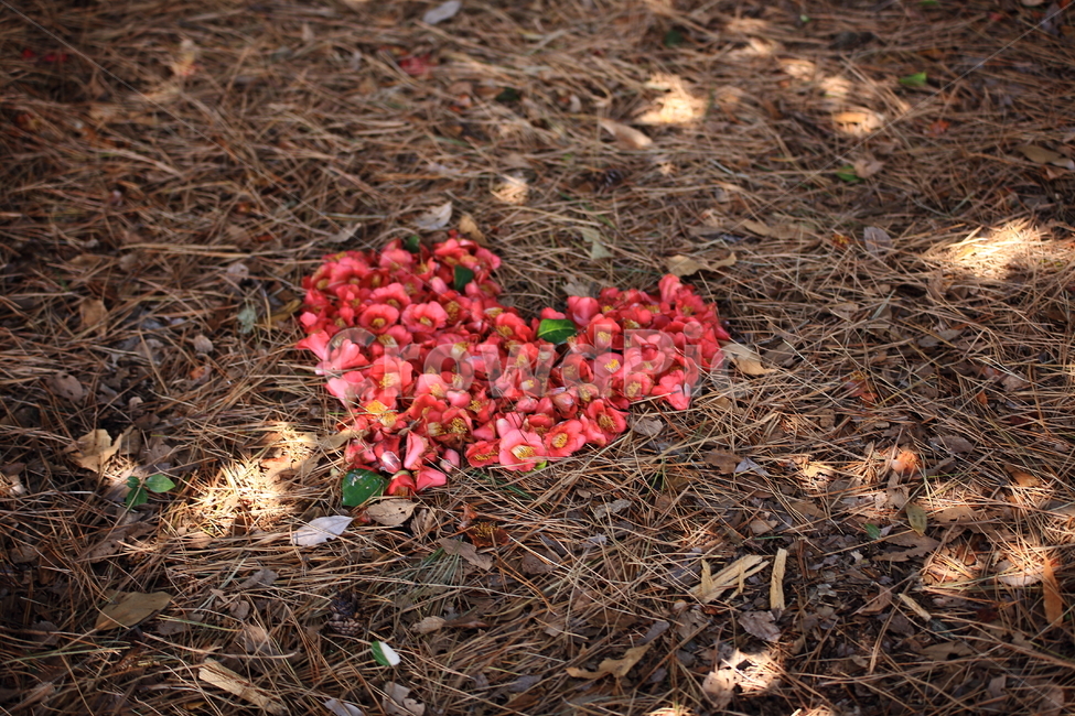 감성사진,하트,꽃,봄,동백꽃,봄,계절,spring,season,식물,자연,plants,nature,꽃,flower,감정표현,기분,feeling,emotion,ground,바닥,plant,leaf,잎