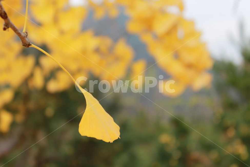flower,꽃,petal,plant,식물,은행나무,식물,자연,plants,nature