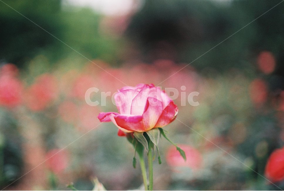 장미,꽃,장미축제,안양,서울공원,감성,감성사진,필름,필름사진,flower,rose,leaf,film,아웃포커싱,장미한송이