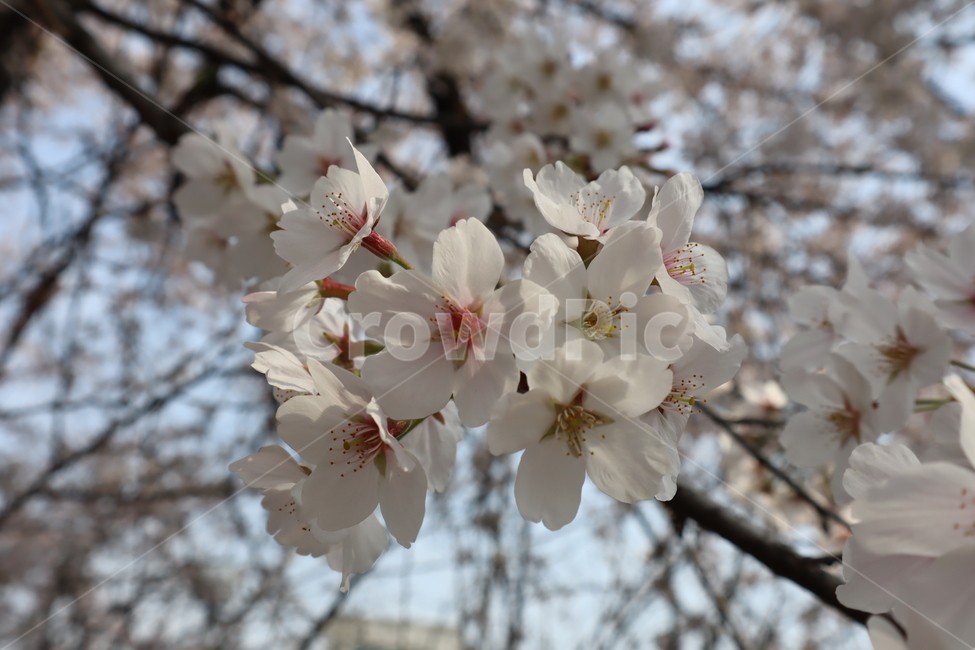 plant,식물,blossom,flower,꽃,벛꽃,cherryblosso