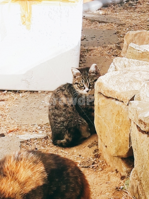 고양이,코숏,통영,게스트하우스,새끼고양이,동물,animal,포유류,mammal,고양이,cat,kitten,kitty