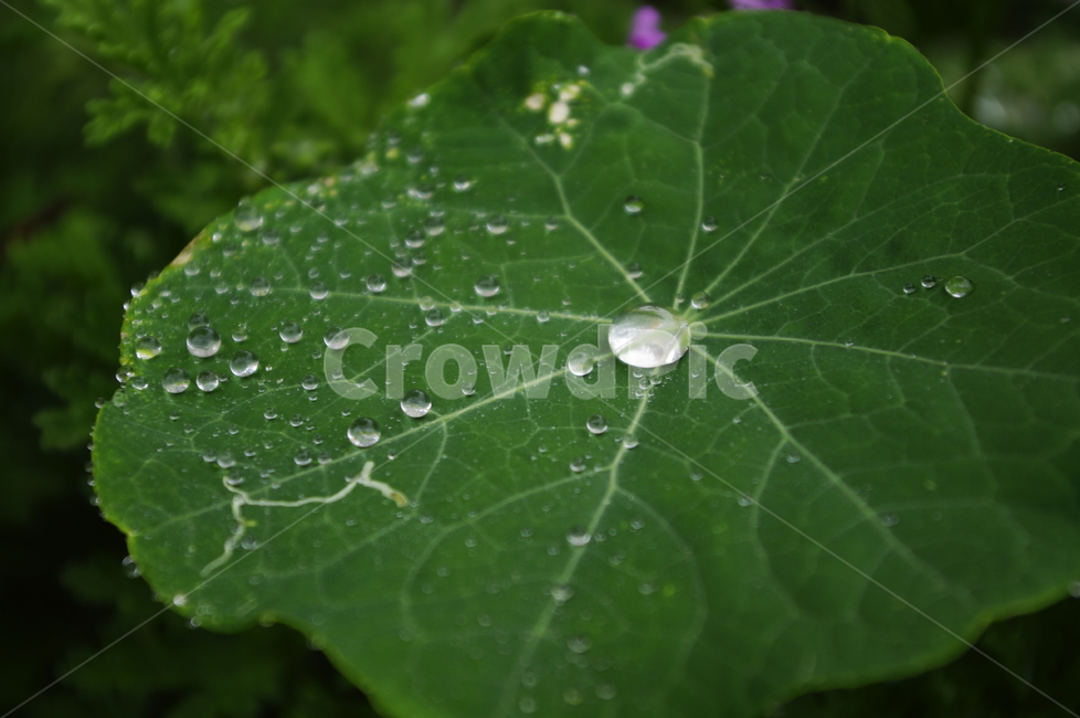 초록,잎,물방울,식물,plant,자연,nature,식물,자연,plants,nature