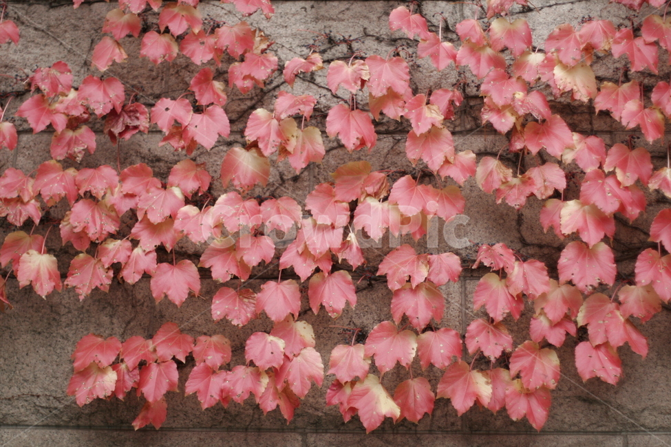 덩굴,풀,낙엽,벽,거리,담장,식물,자연,풍경,가을,계절,fall,autumn,season,식물,자연,plants,nature,plant,leaf,잎,tree,나무