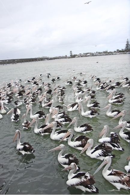 시드니,펠리칸,큰새,pelican,먹이먹는,동물,animal,조류,새,birds