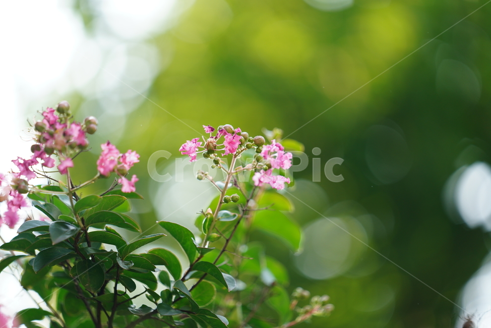 꽃,플라워,식물,생물,생명,핑크,분홍,색감,컬러,plant,식물,자연,plants,nature,꽃,flower