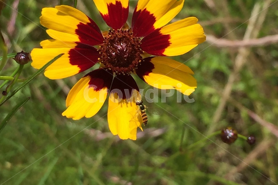 꽃,노란꽃,flower,벌,bee,꿀벌