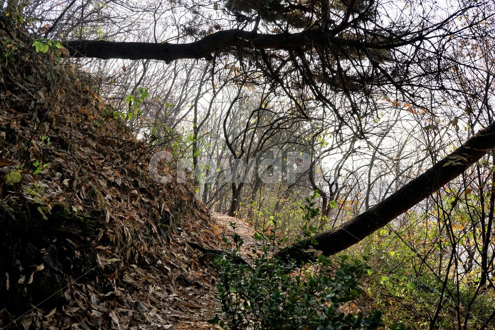 자연,나무,숲,초겨울,낙엽,산행,힐링,식물,자연,plants,nature
