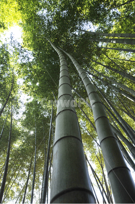 대나무,bamboo,대숲,대나무숲,광양매화축제,광양,큰대나무