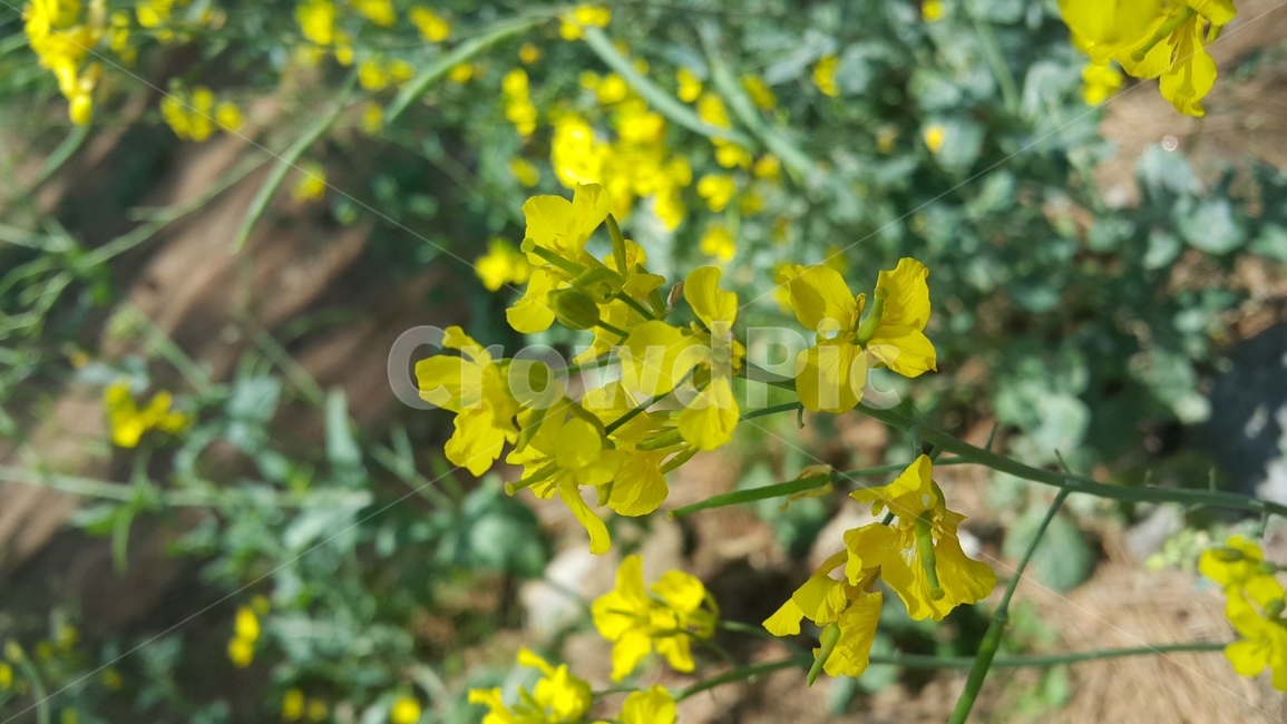 유채꽃,꽃,제주도,제주유채꽃,flower,봄꽃,봄,계절,spring,season,식물,자연,plants,nature,꽃,flower,plant