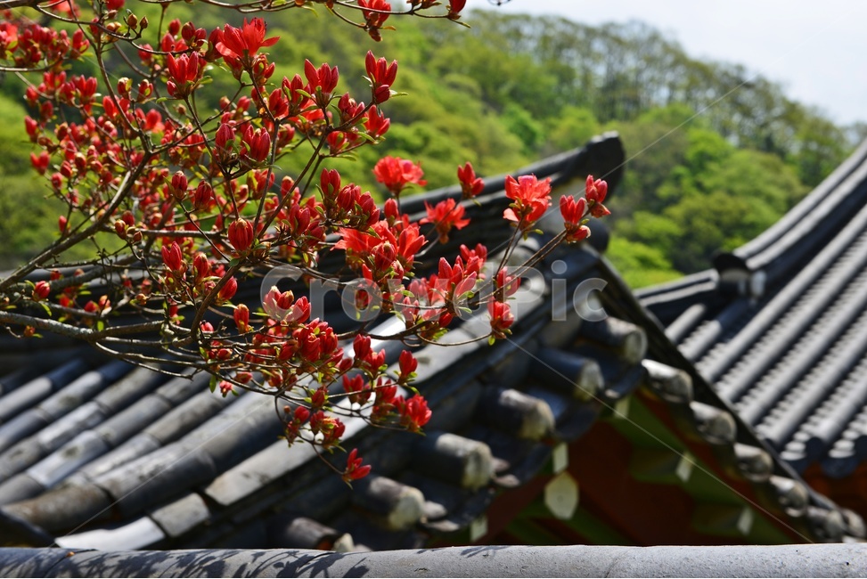 장성,백양사,사찰,절,철쭉,철쭉꽃,꽃,nature,자연,outdoors,봄,계절,옥외,building,건물,architecture,건축물,roof,지붕