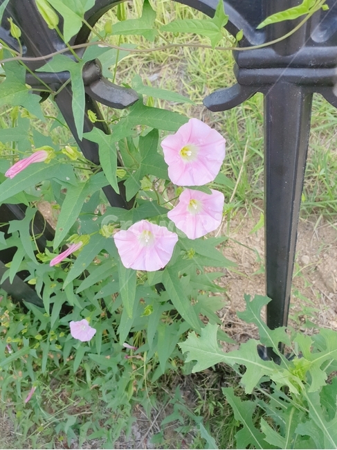 나팔꽃,꽃,식물,plant,담장