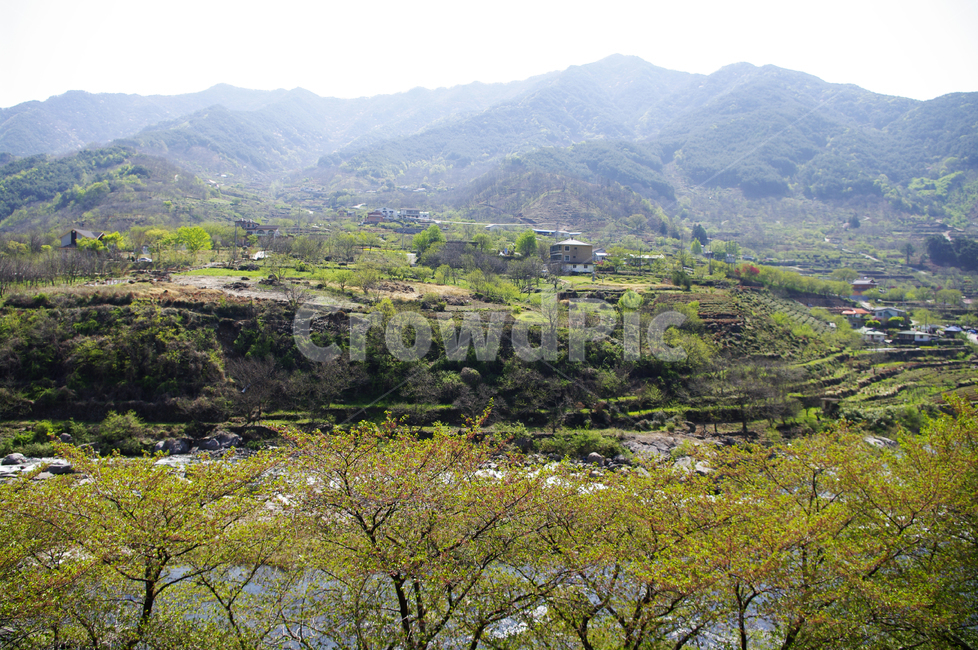 하동,녹차밭,벚꽃나무,식물,plant,봄,spring,초록,자연,풍경,nature,landscape,outdoors,옥외,hill,언덕