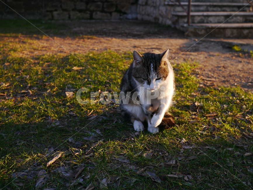 오후,고양이,잔디밭,햇빛,그림자,길거리,마당,초록,동물,animal,포유류,mammal,고양이,cat,kitten,kitty