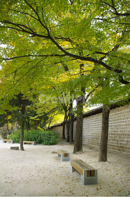 전통,기와지붕,담장,가을,단풍,나무,식물,plant,자연,nature,가을,계절,fall,autumn,season,한국전통,한국문화,korean traditional,korean culture,건축물,건물외관,exterior,building,structure,architecture,construction,tree,tree trunk,나무 줄기