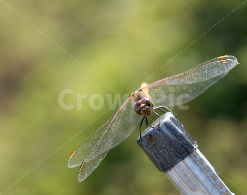 잠자리,가을,고추잠자리,드래곤플라이,접사,Macro,동물,animal,곤충,벌레,insect,bug