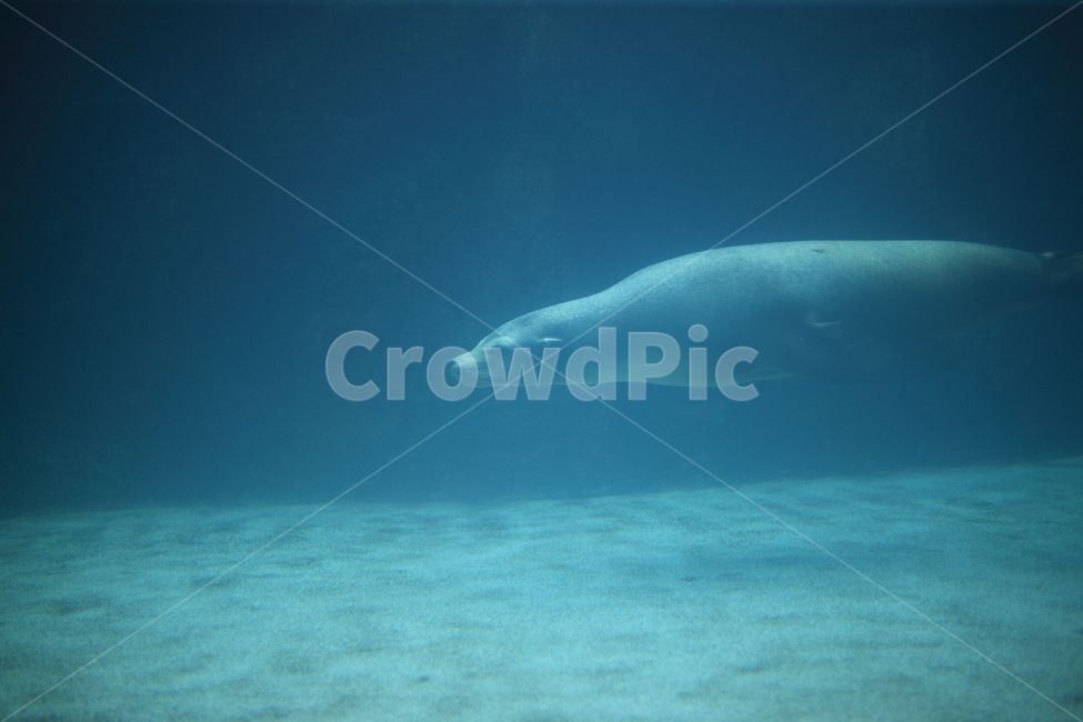 fish,aquatic life,aquarium