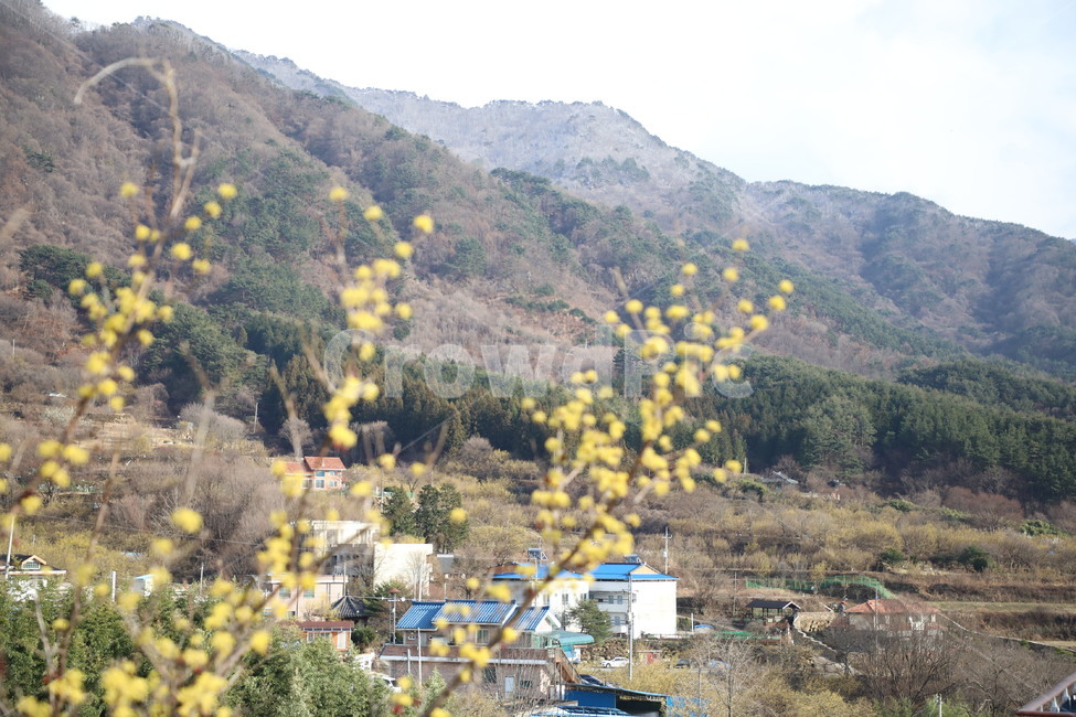 봄,산수유,자연,풍경,꽃,시골,길,산,계곡,봄,계절,spring,season,자연,풍경,nature,landscape,한국자연풍경,한국자연경관,korea nature landscape,시골,마을,country,rural,town,outdoors,옥외,scenery,경치