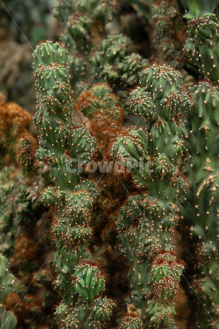 plant,식물,선인장,자연,cactus,식물,자연,plants,nature