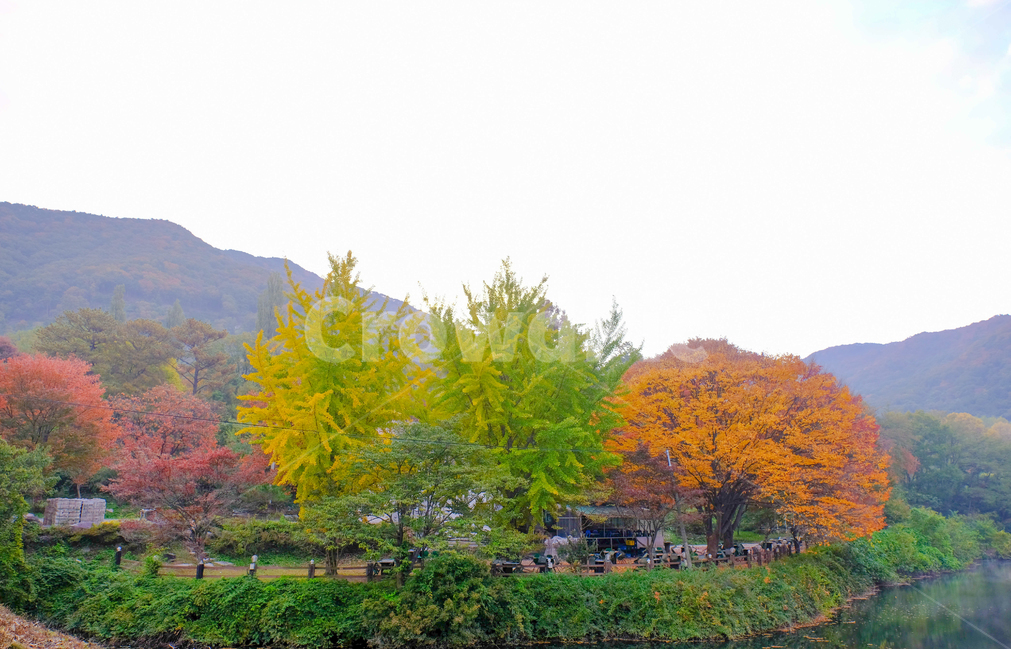 가을,단풍,나무,반영,꽃,국화,연기,아침,안개,가을,계절,fall,autumn,season,자연,풍경,nature,landscape,한국자연풍경,한국자연경관,korea nature landscape,plant,식물,tree