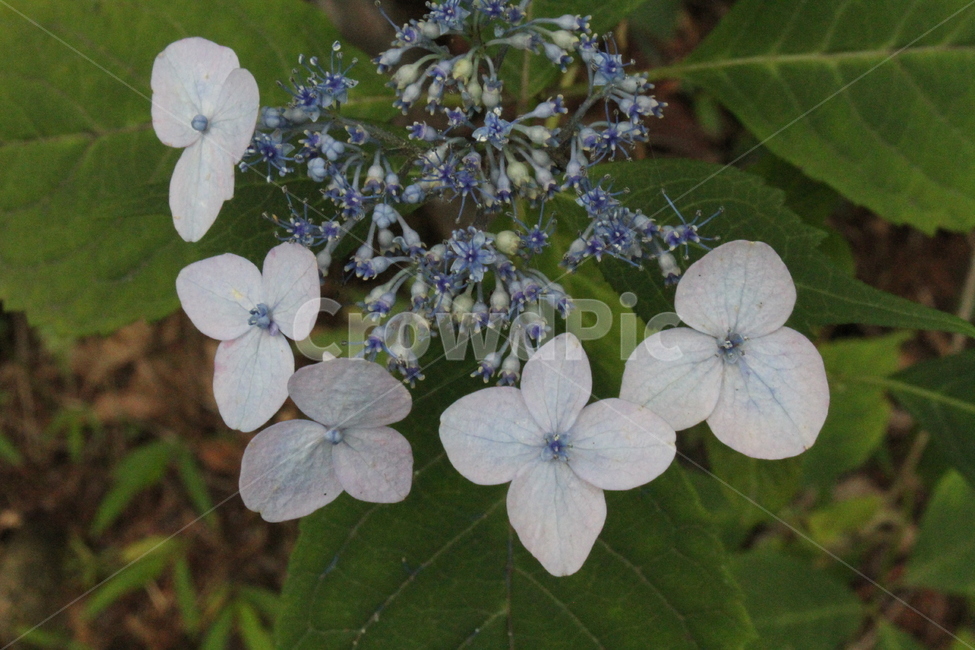 산수국,꽃,식물,야생화,Mountainhydrangea,식물,자연,plants,nature,꽃,flower