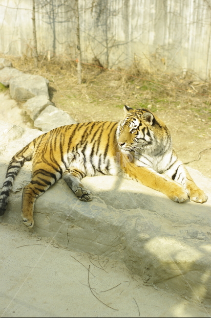호랑이,동물원,사파리,일광욕,휴식,동물,animal,포유류,mammal