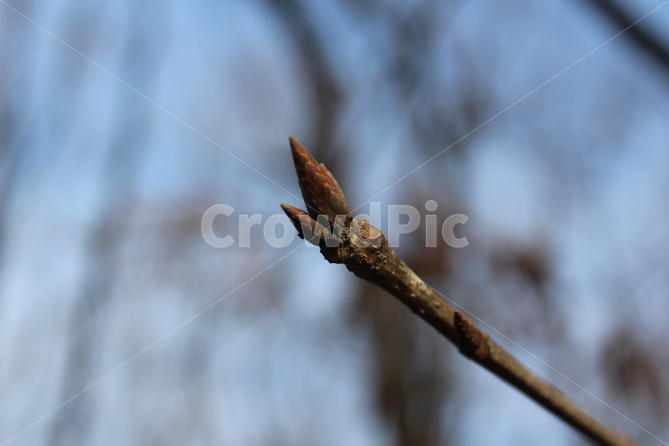 blossom,식물,flower,bud,싹