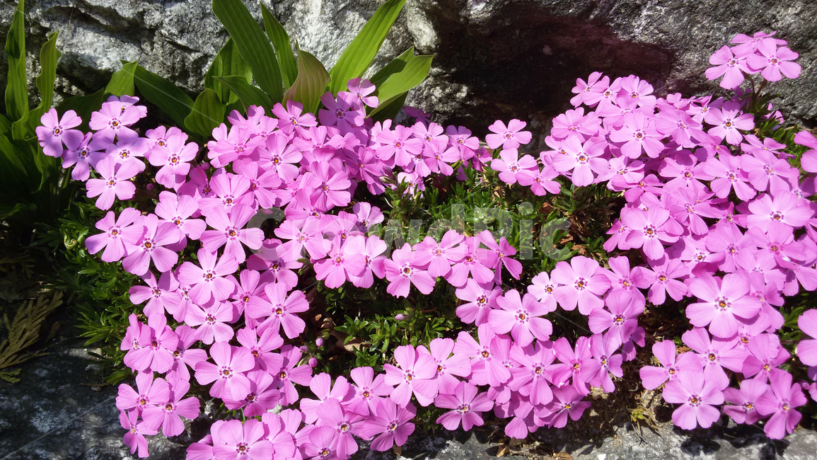 꽃,잔디꽃,봄,자연,식물,식물,자연,plants,nature,꽃,flower