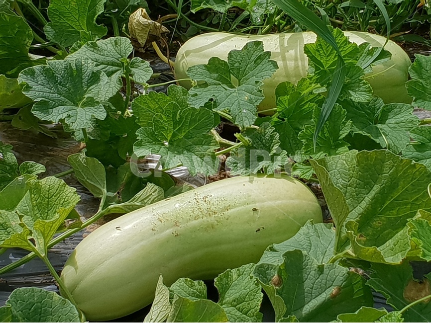 식물,자연,울외,초록,여름,열매,채소,짱아찌,나라스케,green,음식,식재료,울외짱아찌,식물,자연,plants,nature,채소,야채,vegetables