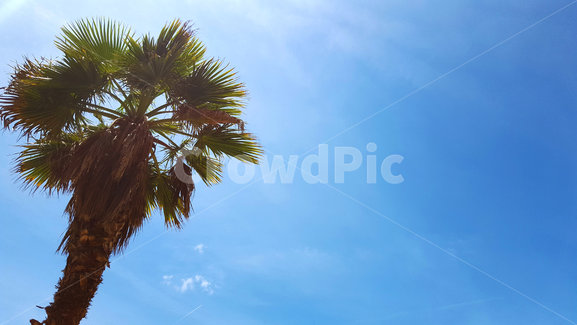 나무,야자수,palmtree,프랑스남부,휴가,여름,바캉스,홀리데이,vacance,holiday,vacation