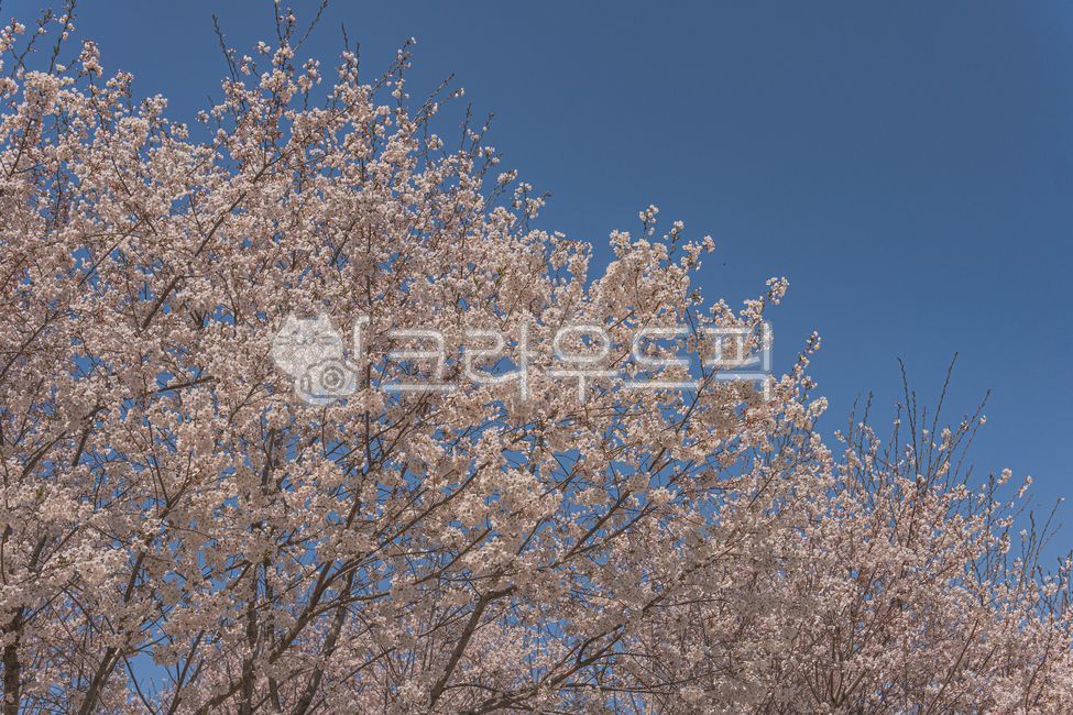 blue sky,cherry,sakura,Cherry Blossom,nature,tree,spring,korea,outdoors,pretty flower,spring day,wood