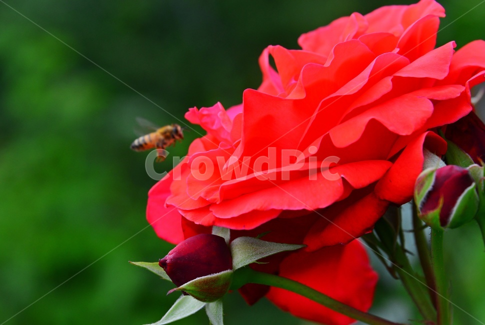 plant,식물,blossom,flower,꽃,leaf,잎,장미,벌