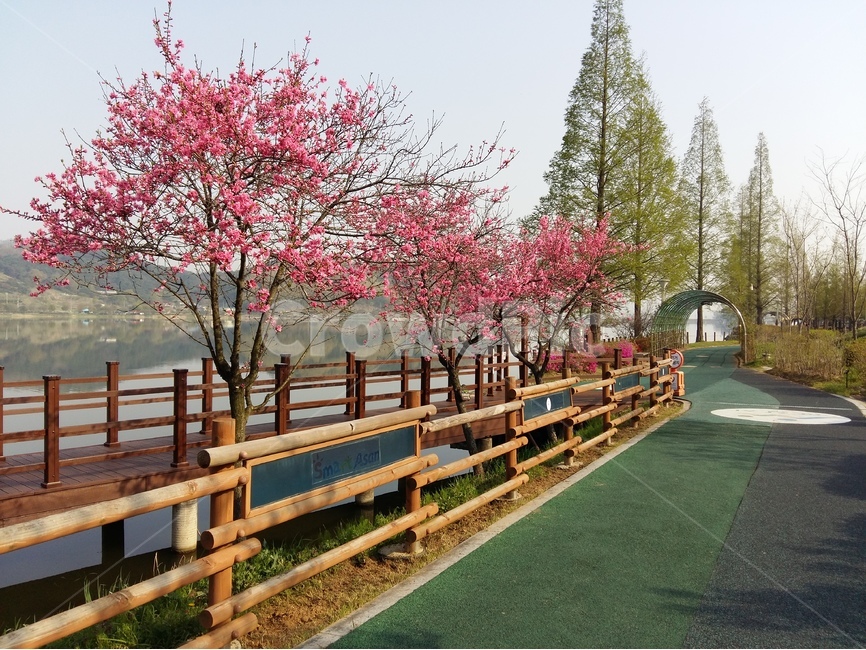 신정호수,물,나무,봄,연두,아침,자연,풍경,nature,landscape,한국자연풍경,한국자연경관,korea nature landscape,plant,식물