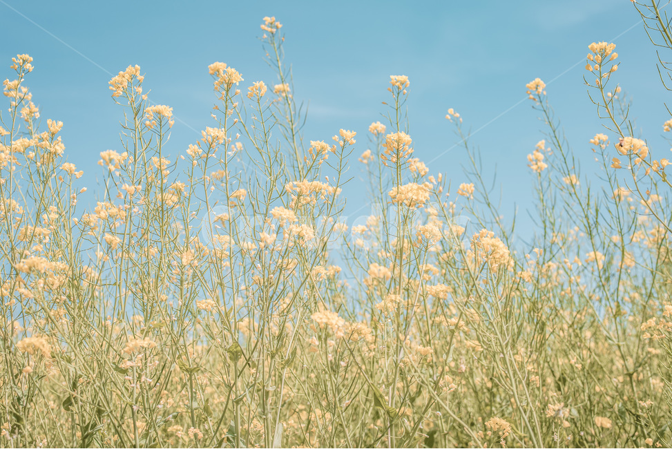 낙동강,유채꽃,꽃,봄,풍경,풍경사진,감성,감성사진,봄,계절,spring,season,식물,자연,plants,nature,꽃,flower,감성,sensible,feeling,색깔,색상,색채,색감,color sense,color sensitivity,feeling of color,plant,grass,잔디
