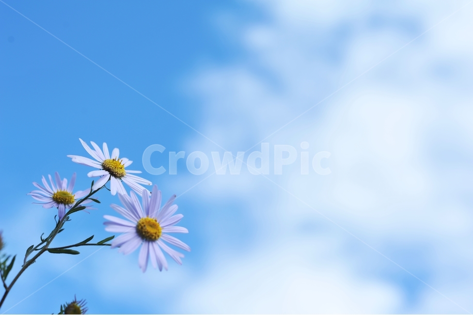 가을꽃,들꽃,야생화,꽃봉오리,꽃,플라워,식물,flower,flowers,plants,plant,자연,풍경,nature,landscape,가을,계절,season,fall,autumn,쑥부쟁이,10월,가을하늘,파란하늘,october,flowerbed,flowergarden,식물,자연,plants,nature,꽃,flower
