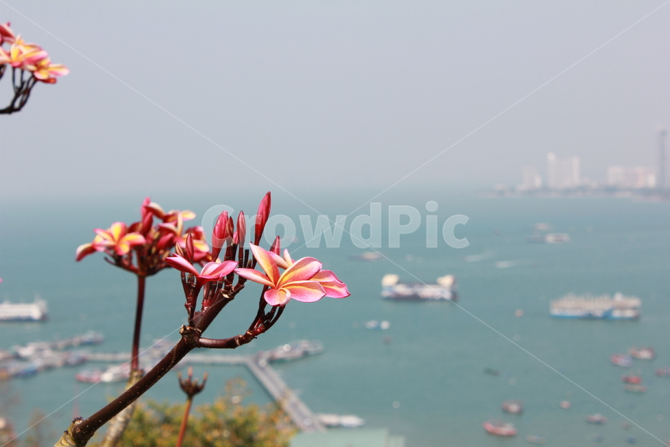 파타야,꽃,바다,풍경,바닷가,꽃나무,식물,자연,plants,nature,꽃,flower