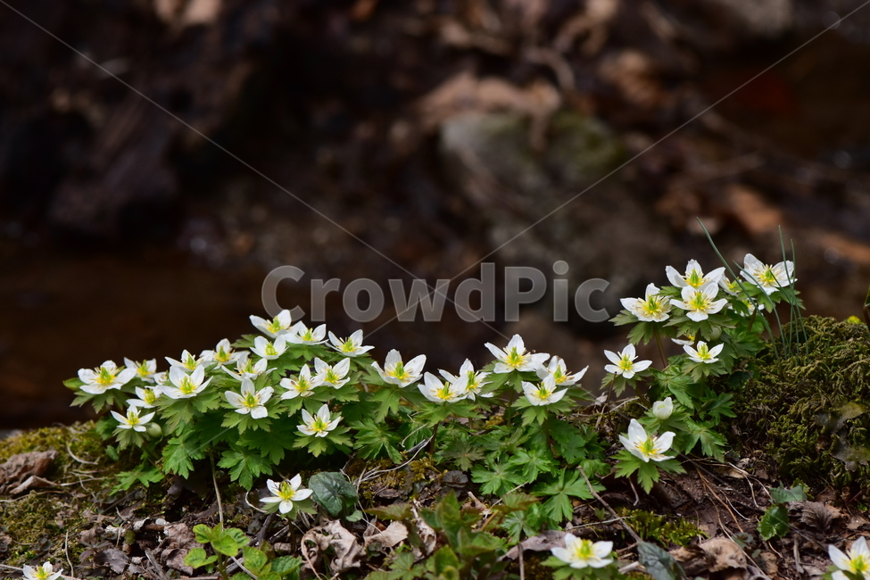 모데미풀,야생화,봄,꽃,풀꽃,자연,식물,식생,plants,nature,spring,season,flower