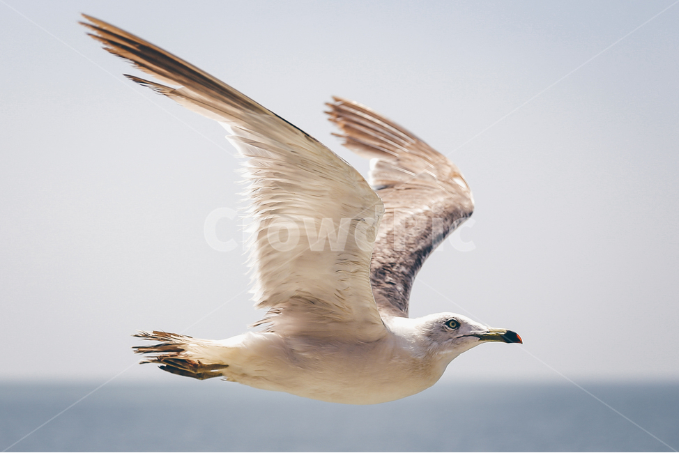 동물,새,갈매기,비행,animal,bird,동물,animal,조류,새,birds