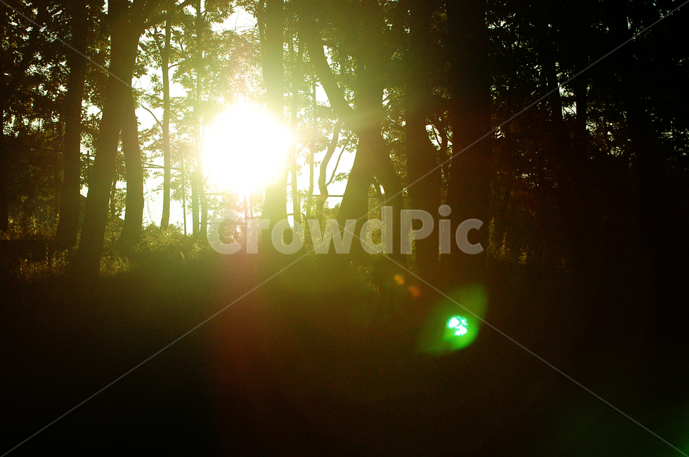 light,빛,flare,플레어,숲,forest,자연,풍경,nature,landscape,나무,trees,wood