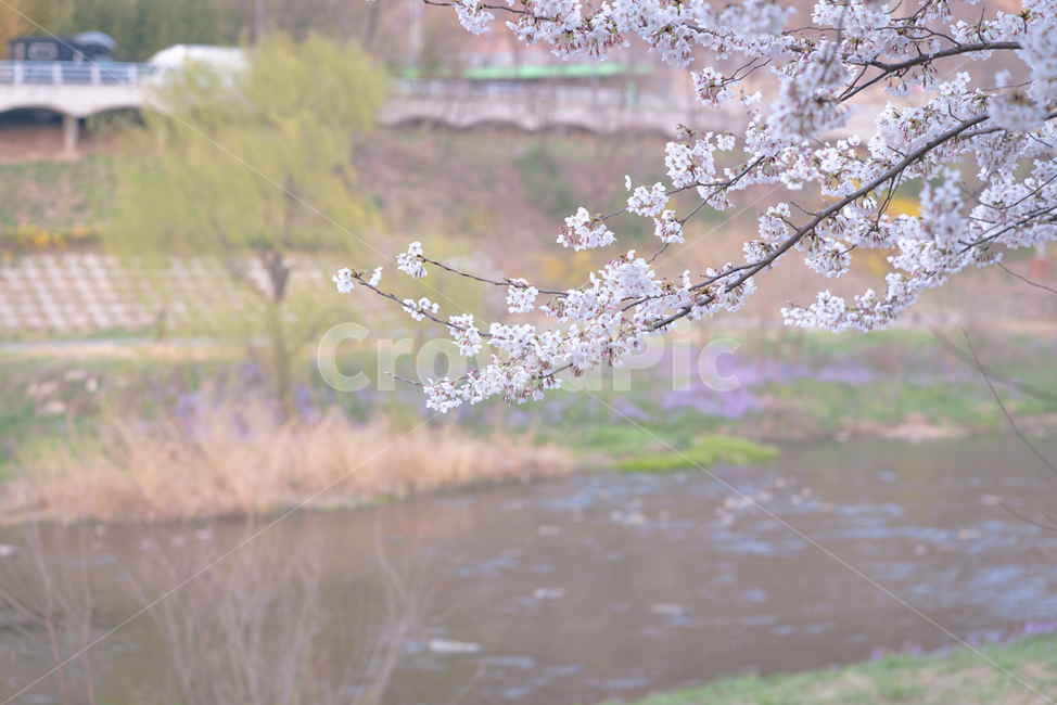 벚꽃,꽃,flower,blossom,강,시냇물,봄,spring