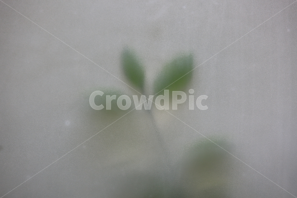 나무,나뭇잎,유리창,녹색,식물,식물,자연,plants,nature