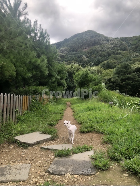 애견인,애견펜션,강아지공원,강아지,dog,puppy,산책,동물,animal,개,강아지,dog,doggy