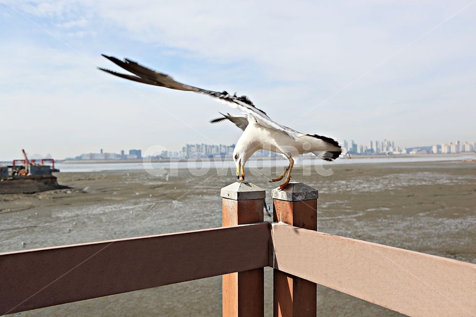 갈매기,조류,새,하늘,풍경,배경,자연,풍광,동물,animal,조류,새,birds