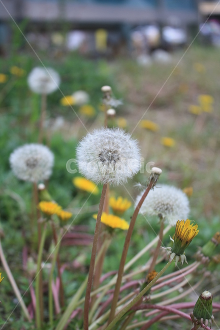 민들레,민들레씨,민들레꽃,민들레홀씨,봄,봄,계절,spring,season,식물,자연,plants,nature,꽃,flower,plant,blossom
