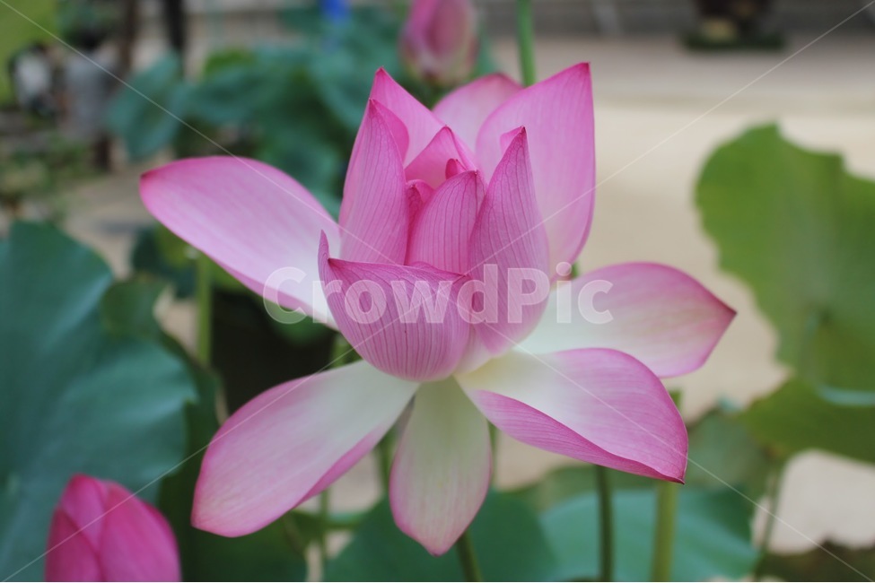 종교,부처님,불교,연꽃,여름,식물,자연,plants,nature,꽃,flower