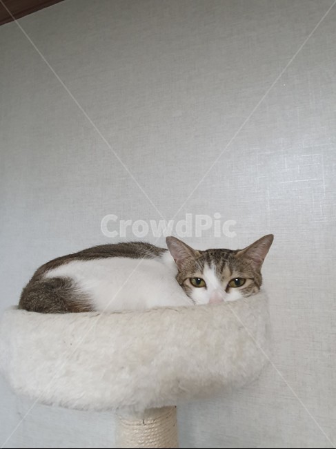 고양이,코숏,고양이눈동자,켓타워,성인묘